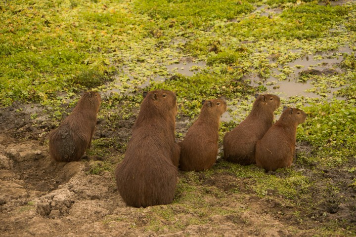 Pantanal - Photo by Pantanal